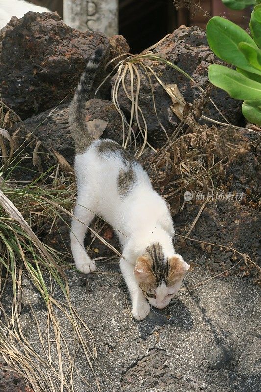 好奇的白色Goan bar猫/小猫在探索岩石，Palolem海滩，印度果阿